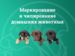 О чипировании собак рассказывают специалисты ветеринарной службы
